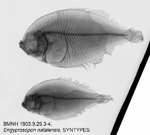 Engyprosopon natalensis Regan, 1920 - BMNH1903.9.29.3-4, SYNTYPES, Engyprosopon natalensis