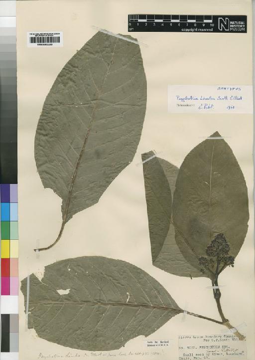 Psychotria limba Scott-Elliot - BM000903369