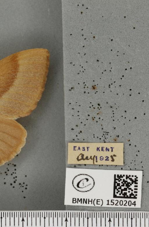 Lasiocampa trifolii flava Chalmers-Hunt, 1962 - BMNHE_1520204_label_192172