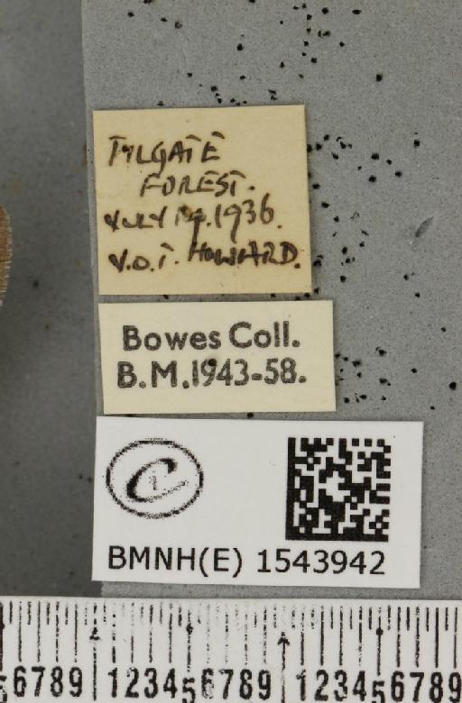 Tetheella fluctuosa ab. albilinea Cockayne, 1951 - BMNHE_1543942_label_236643