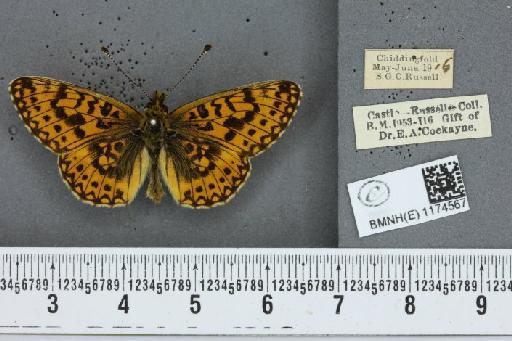 Boloria selene selene ab. medionigrans Cabeau, 1930 - BMNHE_1174567_29987