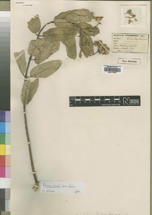 Pachycarpus lineolatus (Decne.) Bullock - BM000795891