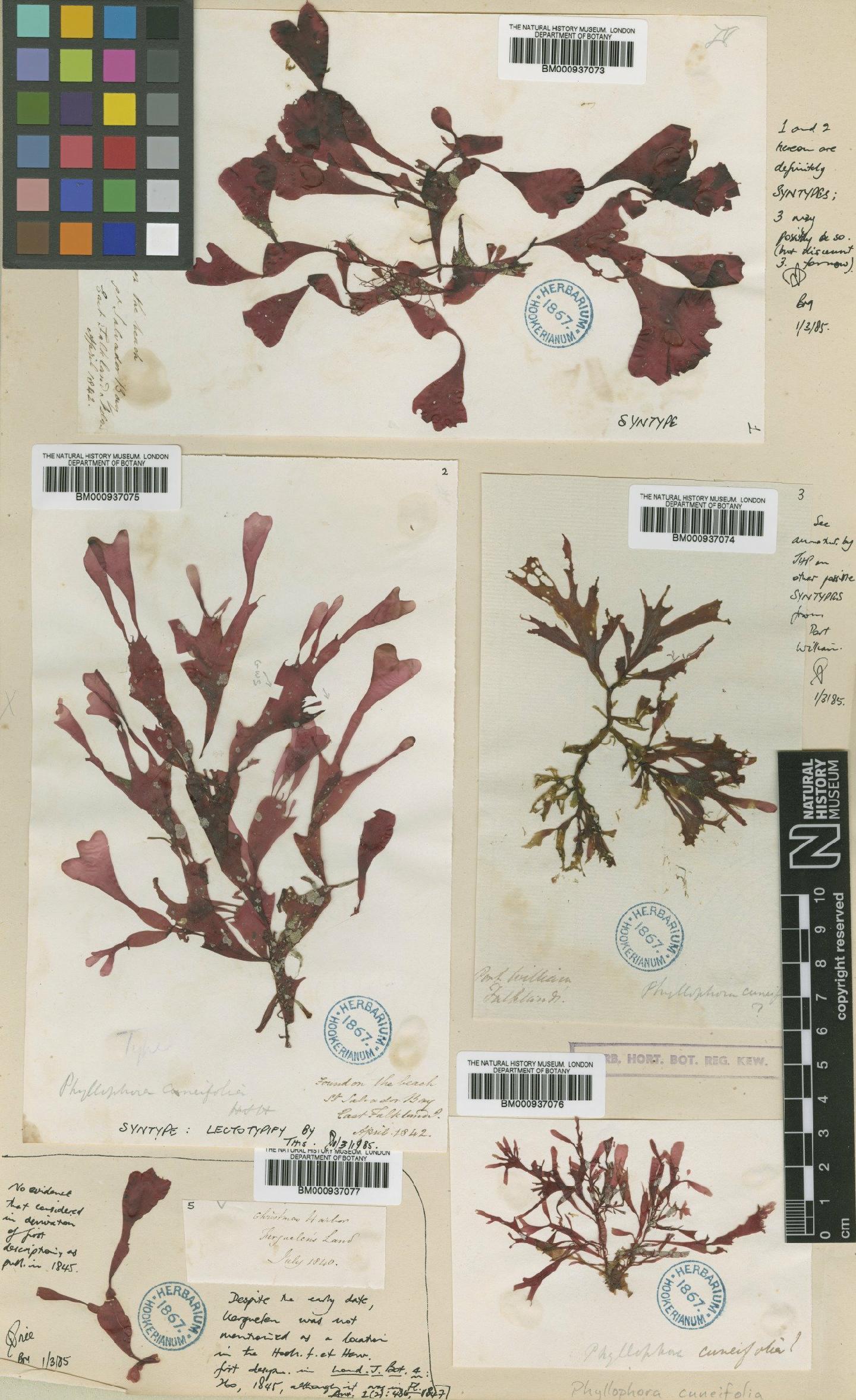 To NHMUK collection (Phyllophora cuneifolia Hook. & Harv.; Syntype; NHMUK:ecatalogue:466258)