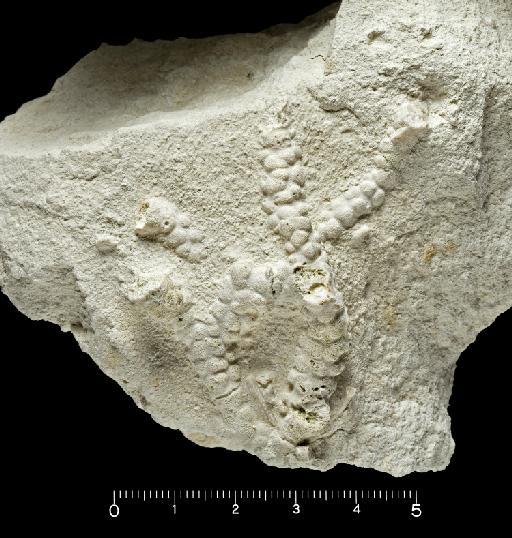 Plethoporella ramulosa (d'Orbigny, 1850) - PI BZ 8830 - Plethoporella ramulosa