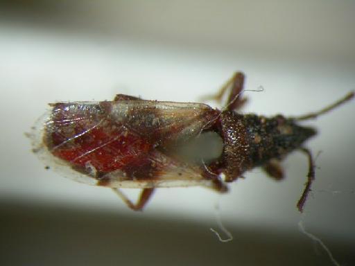 Oxycarenus arctatus Walker - Hemiptera: Oxycarenus Arc