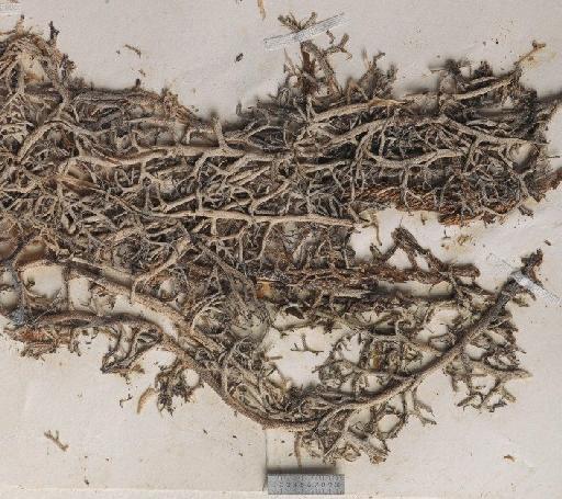 Cladonia gigantea (Bory) Abbayes - BM001096970_a