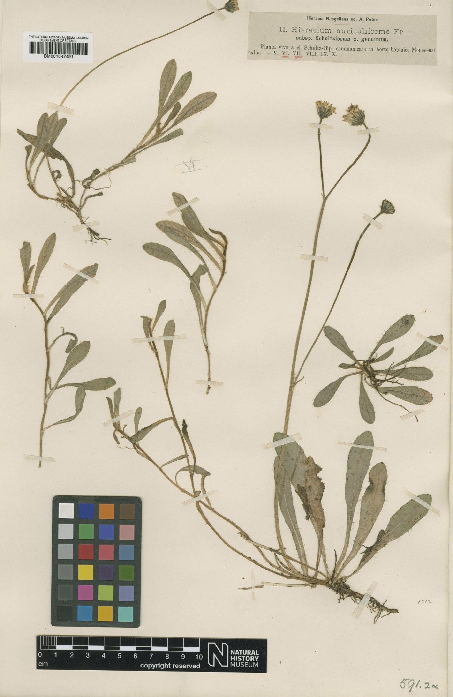 To NHMUK collection (Hieracium auriculiforme subsp. schultziorum Nägeli & Peter; Type; NHMUK:ecatalogue:2765271)