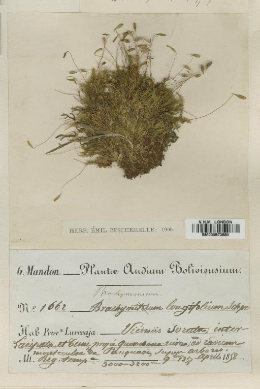 Acidodontium longifolium (Paris) Broth. - BM000873589