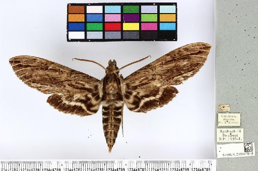 Lintneria merops (Boisduval, 1870) - NHMUK010897548_L_merops_dorsal_and_labels.JPG