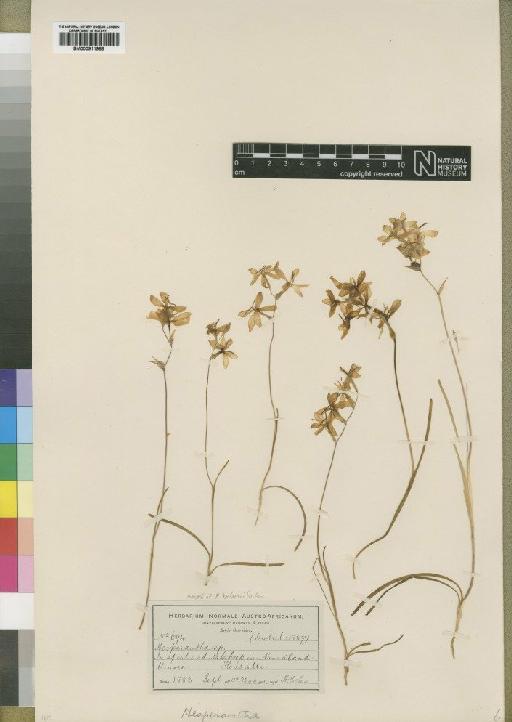 Hesperantha flexuosa Klatt - BM000911968
