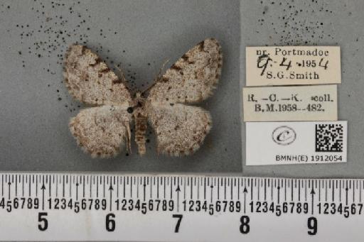Aethalura punctulata (Denis & Schiffermüller, 1775) - BMNHE_1912054_485046