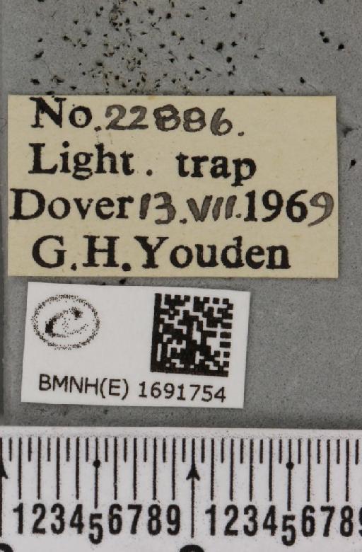 Meganola albula (Denis & Schiffermüller, 1775) - BMNHE_1691754_label_291274