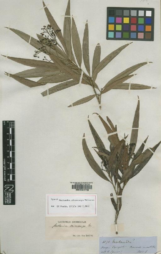 Nectandra microcarpa Meisn. - BM000617728