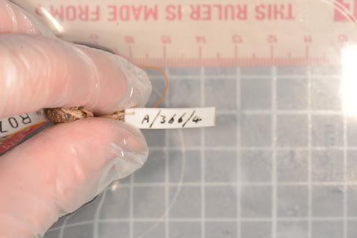 Hyperolius sheldricki Duff-Mackay - Image of specimen 1975.1301