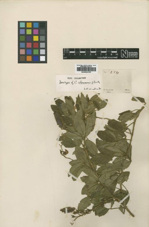 Crotalaria clausseni Benth. - BM000901002