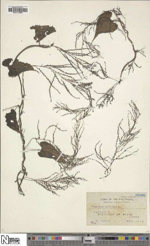 Dioscorea bulbifera L. - BM001049807