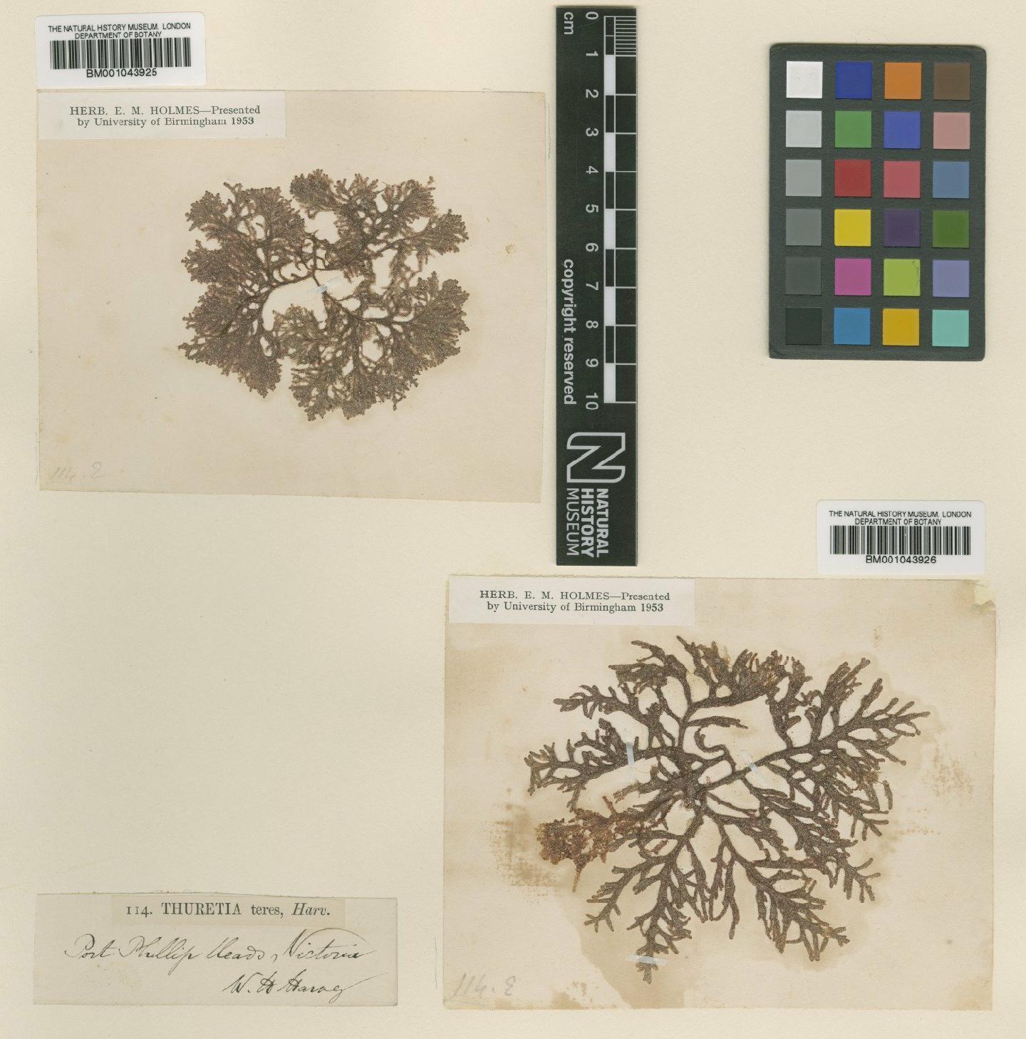 To NHMUK collection (Thuretia australasica (Sond.) M.J.Parsons; TYPE; NHMUK:ecatalogue:2391810)