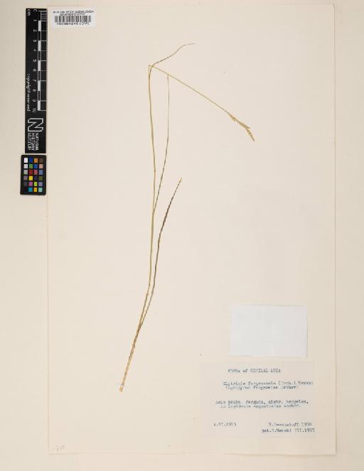 Elymus ferganensis - 000064246