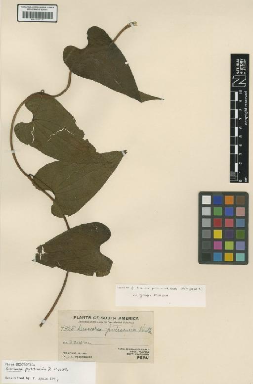 Dioscorea putisensis R.Knuth - BM001191136