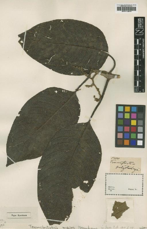 Tournefortiopsis major Wernham - BM001008938