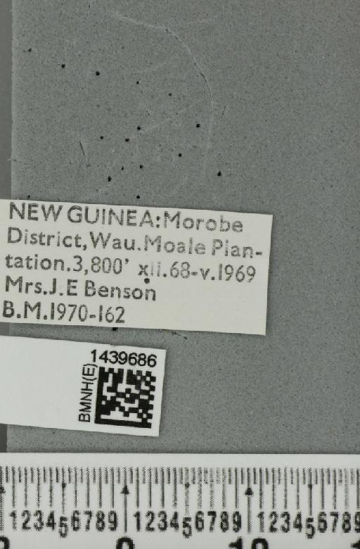 Bactrocera (Paratridacus) unichromata Drew, 1989 - BMNHE_1439686_label_35415