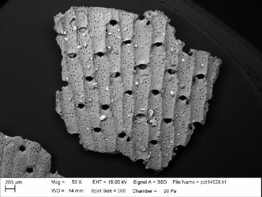 Schizoporella viminea - BZ 5967. Schizoporella viminea-5