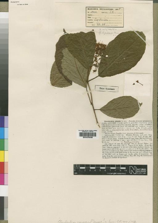 Clerodendron consors Moore - BM000798638