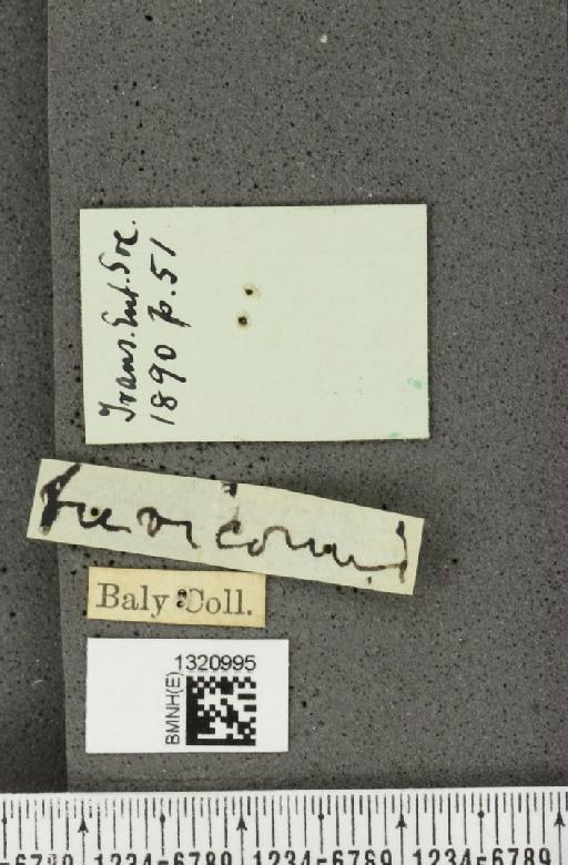 Diabrotica brevicornis Baly, 1890 - BMNHE_1320995_a_label_19644