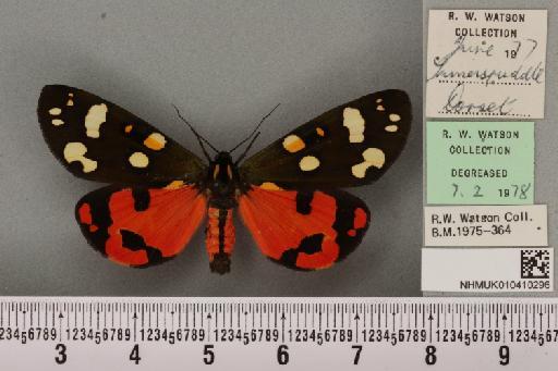 Callimorpha dominula (Linnaeus, 1758) - NHMUK_010410296_521072