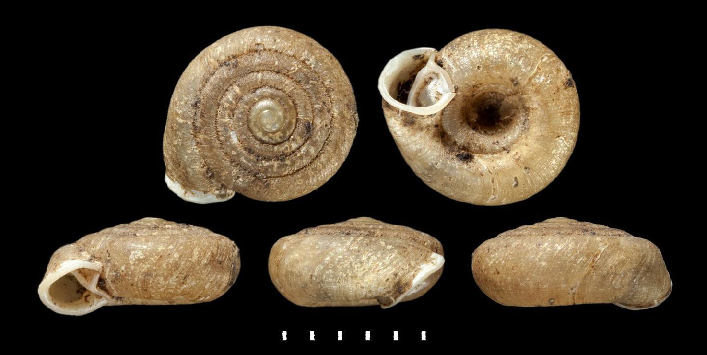 To NHMUK collection (Chersaecia shiroiensis subnagaensis Pall-Gergely, 2018; HOLOTYPE & PARATYPE(S); NHMUK:ecatalogue:5023440)
