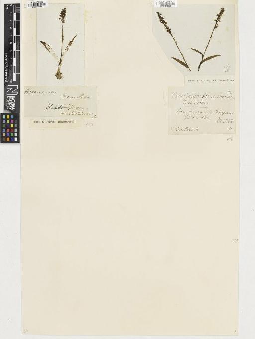 Herminium monorchis (L.) R.Br. - BM001080543