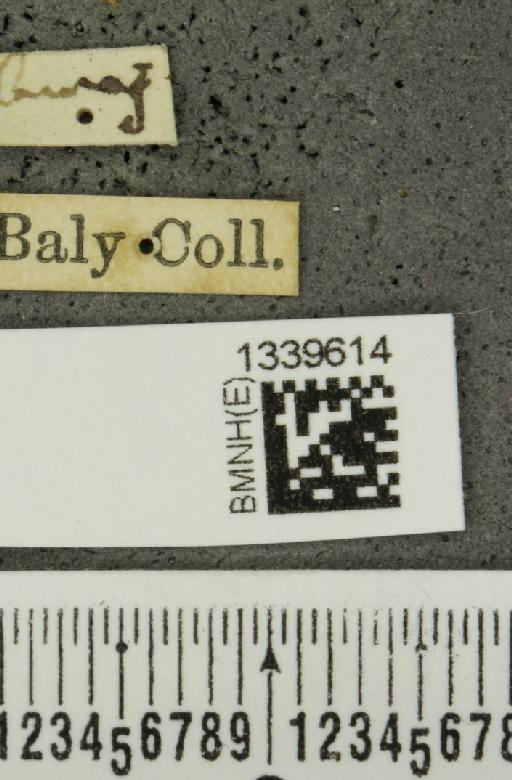 Aristobrotica angulicollis (Erichson, 1848) - BMNHE_1339614_label_23226