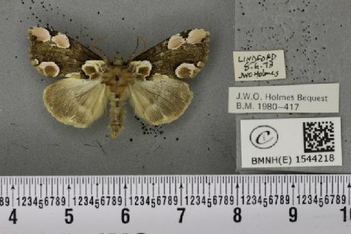 Thyatira batis (Linnaeus, 1758) - BMNHE_1544218_235164