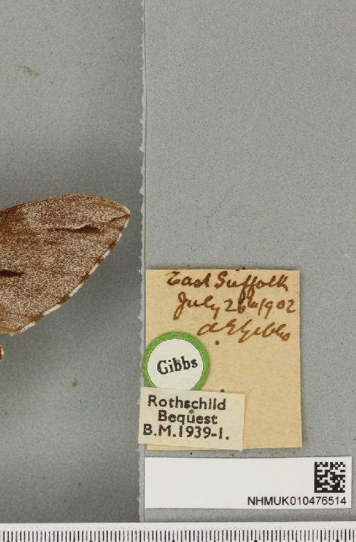 Sphinx pinastri Linnaeus, 1758 - NHMUK_010476514_label_534094