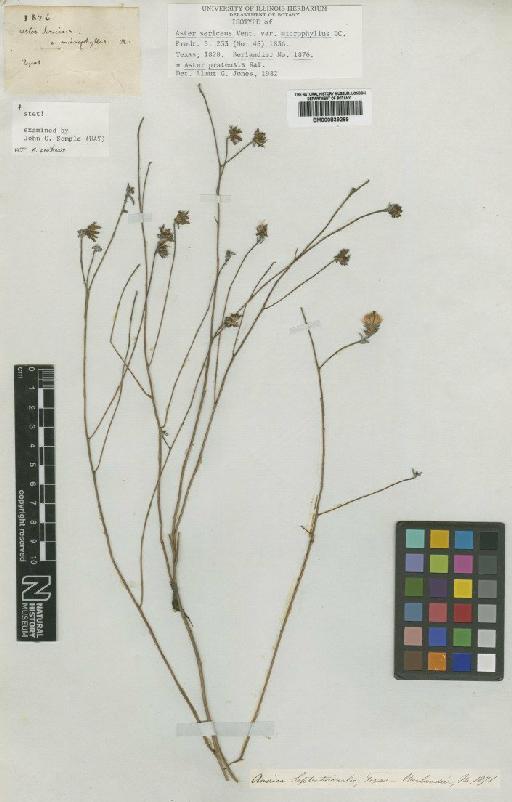 Aster pratensis Raf. - BM000839269