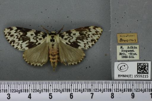 Lymantria monacha ab. mediofasciata Lempke, 1947 - BMNHE_1559215_251938