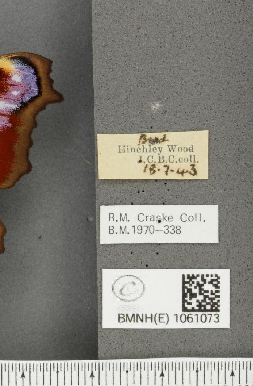 Aglais io (Linnaeus, 1758) - BMNHE_1061073_label_21578