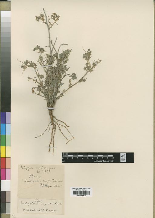 Indigofera ingata N.E.Br. - BM000843074