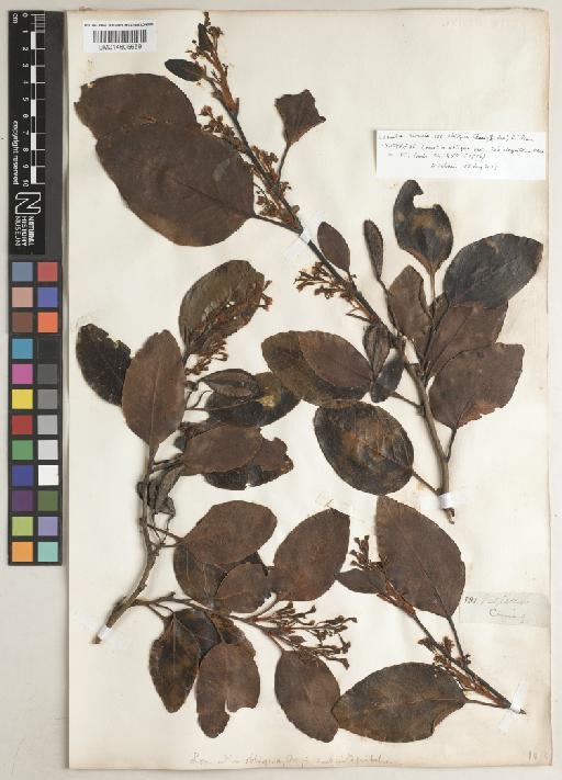 Lomatia hirsuta subsp. obliqua (Ruiz & Pav.) R.T.Penn. - BM014605659