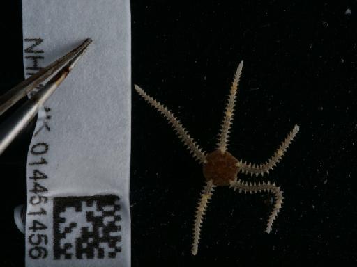 Amphipholis squamata (Delle Chiaje, 1828) - 014451456_01