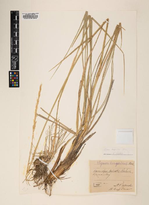 Elymus angustus Trin. - 000013898