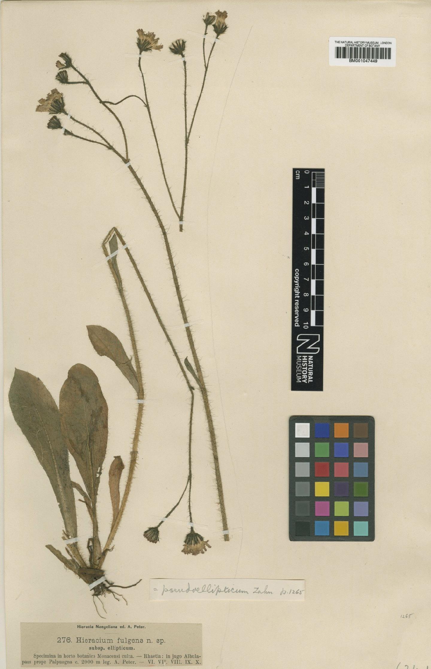 To NHMUK collection (Hieracium fulgens subsp. pseudellipticum Zahn; Type; NHMUK:ecatalogue:2764270)