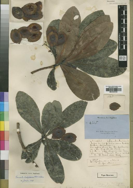 Terminalia brachystemma - BM000902382