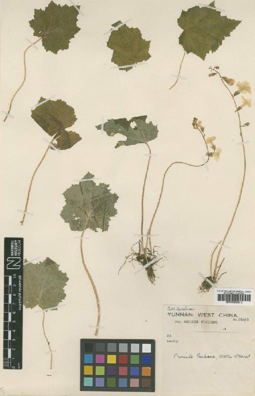 Primula pauliana W.W.Sm. & Forrest - BM000996815