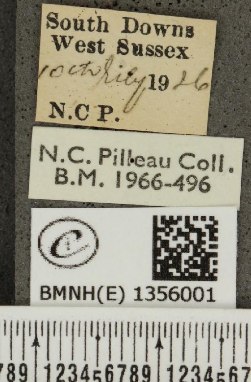 Plebejus argus argus ab. basijuncta Tutt, 1909 - BMNHE_1356001_label_153621