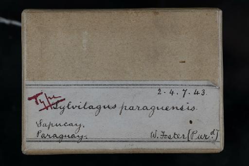 Sylvilagus paraguensis Thomas 1901 - 1902_4_7_43-Sylvilagus_paraguensis-holotype-Skull-Box_Label
