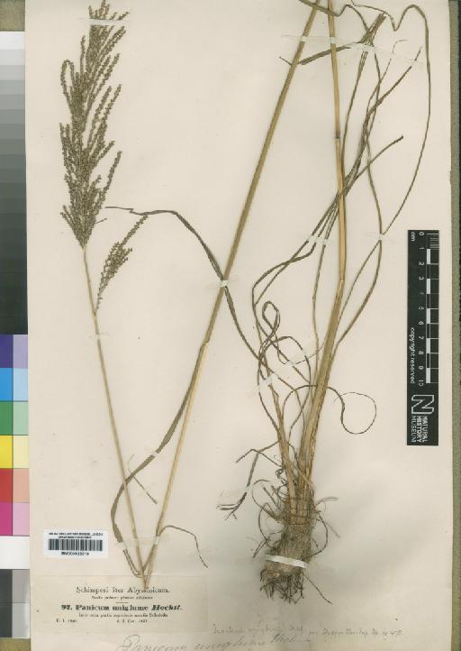 Digitaria diagonalis var. uniglumis (Hochst. ex A.Rich.) Pilg. - BM000923319