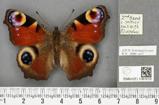 Aglais io (Linnaeus, 1758) - BMNHE_1061018_21511