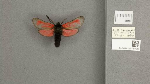 Zygaena (Mesembrynus) purpuralis purpuralis (Brünnich, 1763) - 015191435_775459_1477570