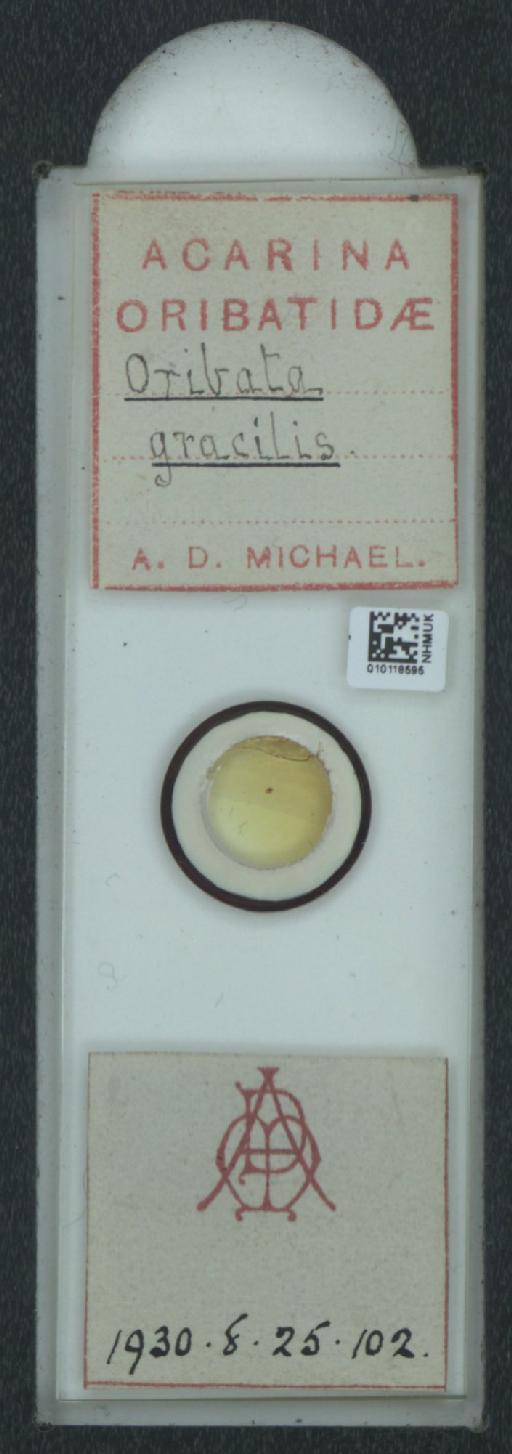 Oribata gracilis A.D. Michael, 1884 - 010118595_128144_548592
